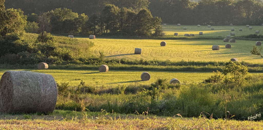 Luthy SunValley Hayfield